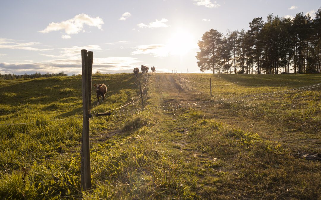 Lähituottajien & kumppaneiden ilta Tallukassa, Vääksyssä 6.11.2024